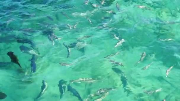 몰디브 암초 물고기와 물고기 먹이 활동 리조트 맑은 바다에서 함께 수영 상어 슬로우 모션 촬영 — 비디오