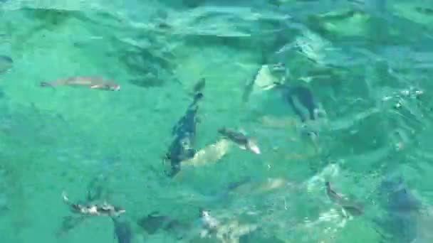 Maldives récif poissons et requins nagent ensemble pour l'activité d'alimentation des poissons à la station cristalline de l'océan tourné au ralenti 