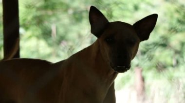 Zavallı barınak, köpeklerde kuyruk sallama ve benimsemeye yeni sahibin bekliyorum terk 