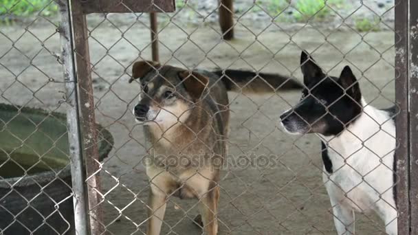 Los pobres abandonan a los perros en refugio, meneando la cola y esperando a que el nuevo propietario adopte — Vídeo de stock