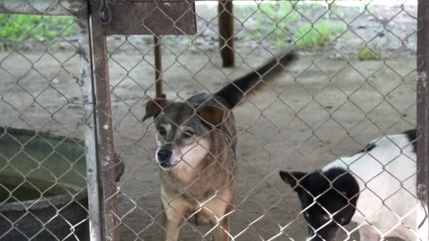 Бедные брошенные собаки в приюте, виляющие хвостом и ожидающие усыновления нового владельца — стоковое видео