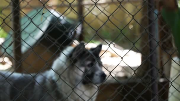 Бедные брошенные собаки в приюте, виляющие хвостом и ожидающие усыновления нового владельца — стоковое видео