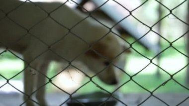 Zavallı barınak, köpeklerde kuyruk sallama ve benimsemeye yeni sahibin bekliyorum terk 