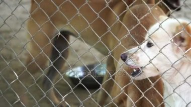Köpek barınağı kafes net arkasında. Seyir ve insanlar evlat edinmek bekliyor