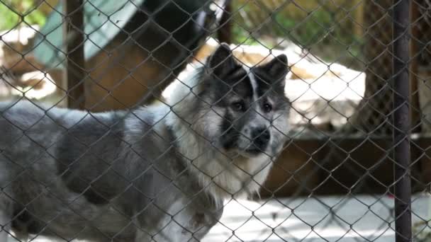 Cães pobres abandonam no abrigo, abanando a cauda e esperando que o novo proprietário adote — Vídeo de Stock