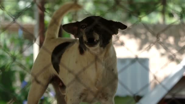 Arme lassen Hunde im Tierheim zurück, wedeln mit dem Schwanz und warten auf neue Besitzer — Stockvideo