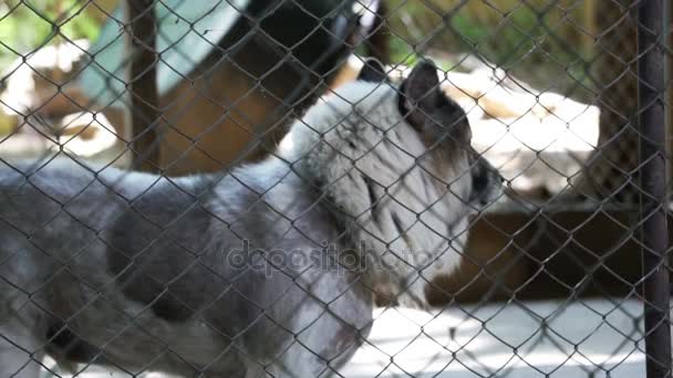 Perros en refugio detrás de la red de jaula. Mirando y esperando a que la gente venga a adoptar — Vídeos de Stock