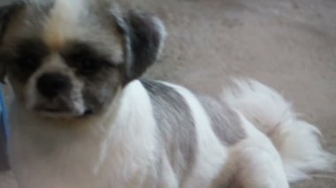 Köpek barınağı kafes net arkasında. Seyir ve insanlar evlat edinmek bekliyor