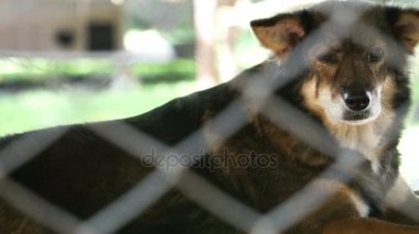 Köpek barınağı kafes net arkasında. Seyir ve insanlar evlat edinmek bekliyor