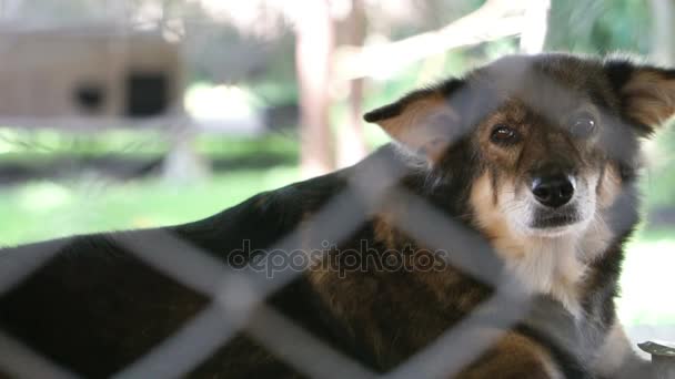 Perros en refugio detrás de la red de jaula. Mirando y esperando a que la gente venga a adoptar — Vídeo de stock