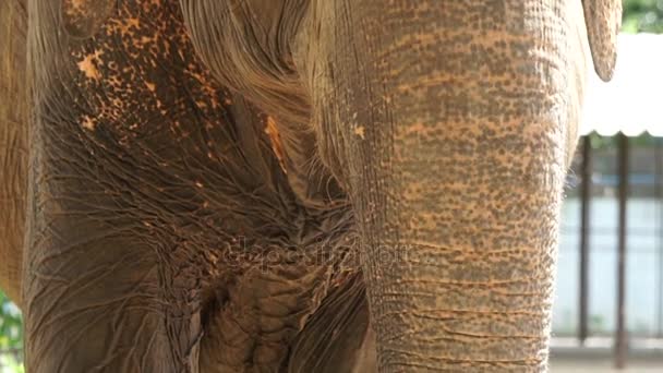 Крупный план азиатского индийского слона. Красивое существо в движении, моргающие глаза и движущиеся уши — стоковое видео