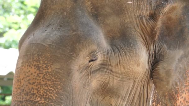 Крупный план азиатского индийского слона. Красивое существо в движении, моргающие глаза и движущиеся уши — стоковое видео