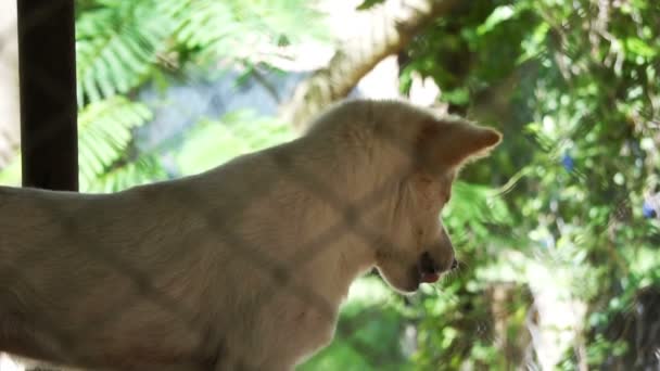 Perros en refugio detrás de la red de jaula. Mirando y esperando a que la gente venga a adoptar — Vídeos de Stock