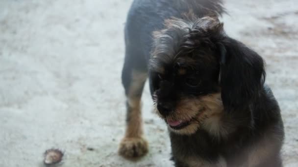 Chiens à l'abri derrière un filet de cage. Chercher et attendre que les gens viennent adopter 