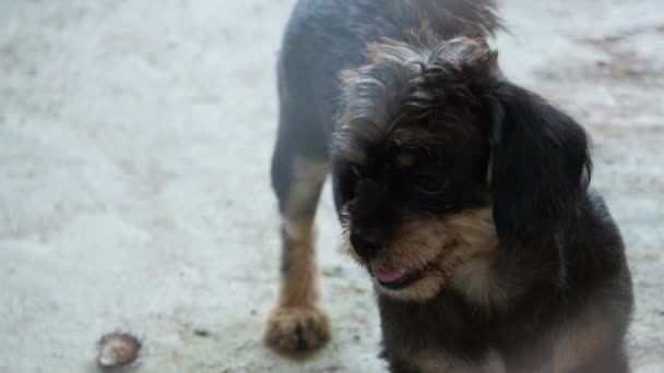 Perros en refugio detrás de la red de jaula. Mirando y esperando a que la gente venga a adoptar — Vídeos de Stock