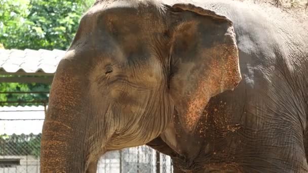 Крупный план азиатского индийского слона. Красивое существо в движении 4k — стоковое видео