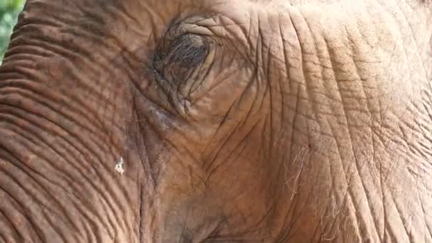 Close-up shot van Aziatische Indische olifant. Prachtige schepsel in motion 4k — Stockvideo