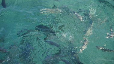 Resif balık, turkuaz bir okulda köpekbalığı okyanus temizleyin. Benzersiz ve diğer olağanüstü iş kavramı