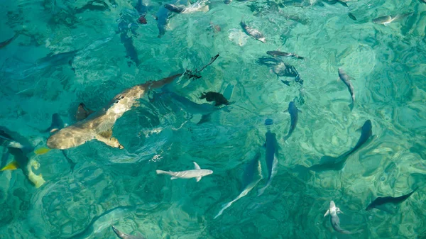 Requin dans un banc de poissons de récif, océan clair turquoise. Concept d'entreprise être unique et remarquable d'autres — Photo