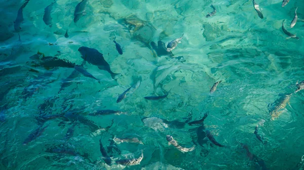 Requin dans un banc de poissons de récif, océan clair turquoise. Concept d'entreprise être unique et remarquable d'autres — Photo