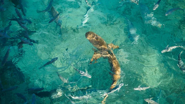 Requin dans un banc de poissons de récif, océan clair turquoise. Concept d'entreprise être unique et remarquable d'autres — Photo