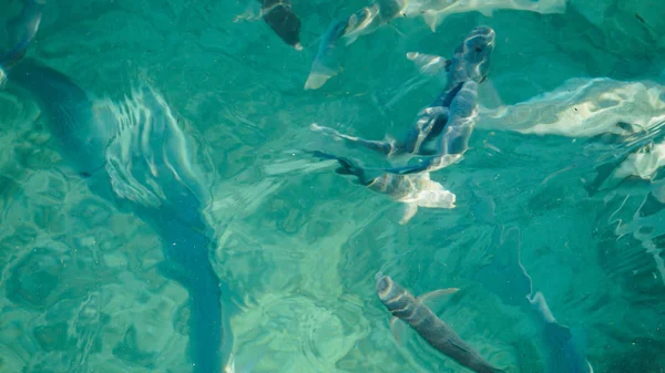 Requin dans un banc de poissons de récif, océan clair turquoise. Concept d'entreprise être unique et remarquable d'autres — Photo