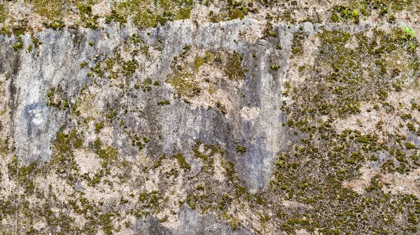Moss texture covered old concrete wall background with copy space — Stock Photo, Image