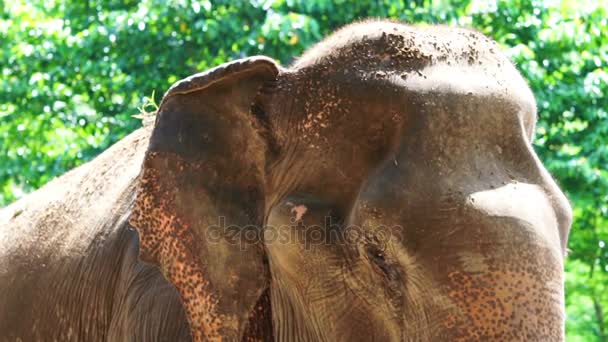 Elephants behavior put dirt powder on its head and body to prevent bugs and insect — Stock Video