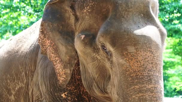 アジア象の目、耳、太陽の光と緑豊かな自然のバック グラウンドでの頭のショットを閉じる — ストック動画