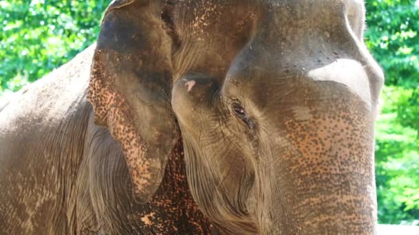 gros plan des yeux, des oreilles et de la tête des éléphants d'Asie en arrière-plan vert luxuriant de la nature avec la lumière du soleil 
