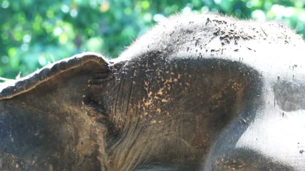 O comportamento dos elefantes coloca pó de sujeira em sua cabeça e corpo para evitar insetos e insetos — Vídeo de Stock