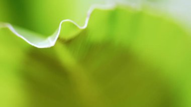 Video yeşil doğal taze ve arka plan başlayan hayat. 