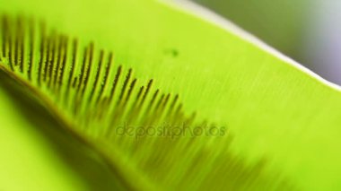 Video Fern ile spor Biyoloji makro çekim bırakın. Bitki yapısı eğitim detay