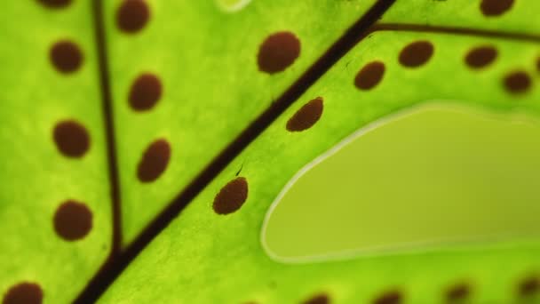 シダ、ビデオ明るく肯定的な緑熱帯自然の背景。葉と胞子フルフレームのマクロ撮影を閉じる — ストック動画