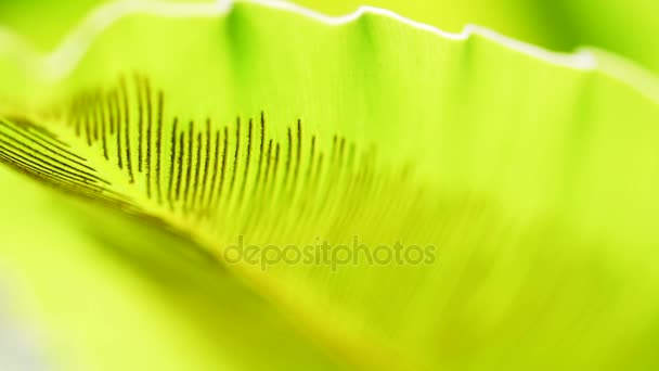 Vídeo brillante positivo verde naturaleza tropical helecho fondo. Primer plano macroplano de hojas y marco completo de esporas — Vídeos de Stock