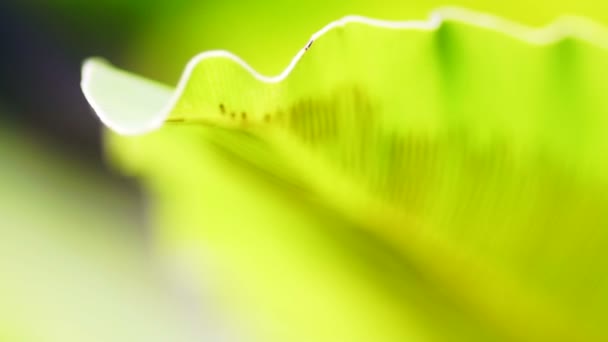 视频的明亮积极的绿色的热带自然蕨背景。近宏摄镜头的叶子和孢子全帧 — 图库视频影像