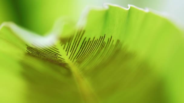 Vídeo Fern sair com esportes macro tiro biologia. Detalhe da educação da estrutura da planta — Vídeo de Stock