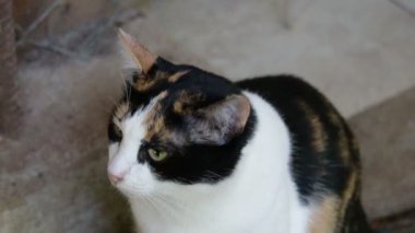 Sarı gözlü siyah yüzü ile beyaz kedi sıkılmış ve yavaş hareket 120fps uykulu görünüyor