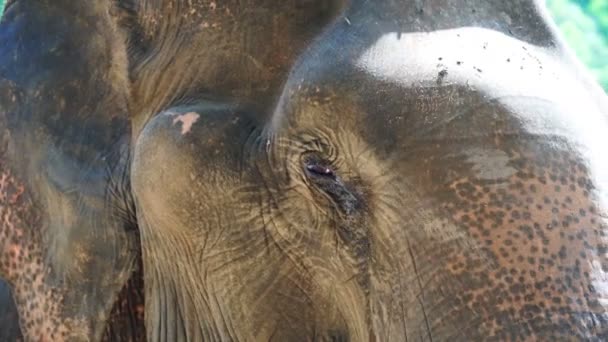 Z bliska strzał Słoń indyjski. Piękne stworzenie w ruchu 4k — Wideo stockowe