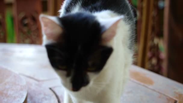 Image result for white cat with black face