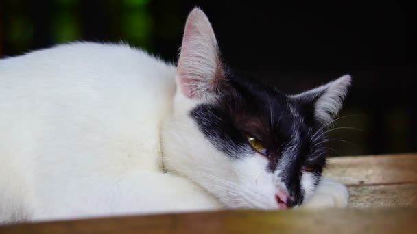 Белая кошка с черным лицом и желтыми глазами, выглядит бородатой и сонной в замедленной съемке 120 кадров в секунду — стоковое видео