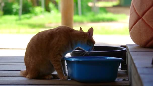 迷い猫は夏の暑さを軽減するためにポットから水を飲む — ストック動画