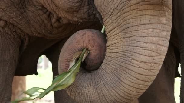 Feliz comer elefante usando el tronco recoger alimentos a la boca — Vídeo de stock