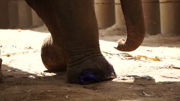 Elefánt lábát, hogy meggyógyítsa gyógyszert. Egy sérült emberi csapda vagy a bomba — Stock videók
