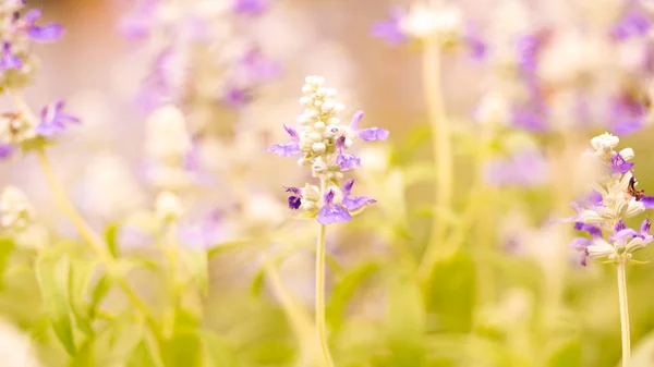 Oskärpa blomma rosa lila makro mjukt fokus pastell färg natur bakgrund — Stockfoto