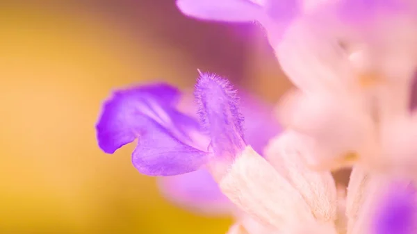 Bloem roze paars macro focus pastel zachte kleur natuur achtergrond wazig — Stockfoto