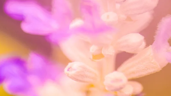 Oskärpa blomma rosa lila makro fokus pastell mjuk färg natur bakgrund — Stockfoto