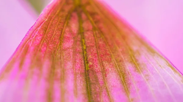 Mujer belleza y cosmética concepto abstracto. Viejo pétalo rosa druida, metáfora de la vagina — Foto de Stock