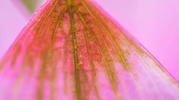 Vrouw schoonheids- en cosmetische abstract begrip. Oude dreid roze bloemblad, vagina metafoor — Stockfoto