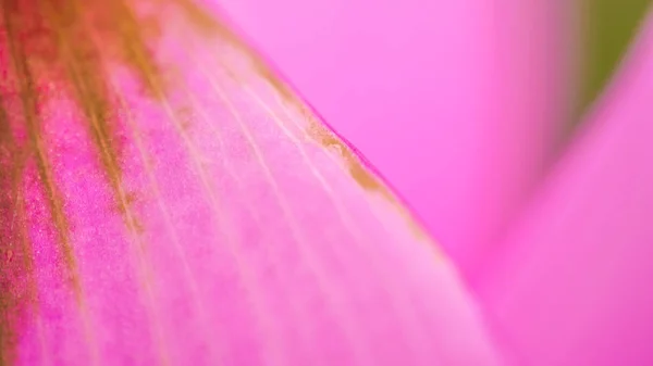 Woman beauty and cosmetic abstract concept. Old dreid pink petal, vagina metaphor — Stock Photo, Image